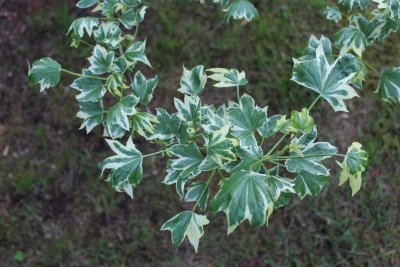 Liquidambar stiracifula 'Silver King' - ambroň západní - listy
